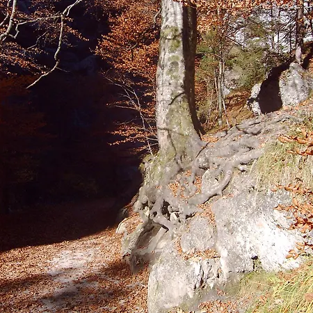 Alpenstern